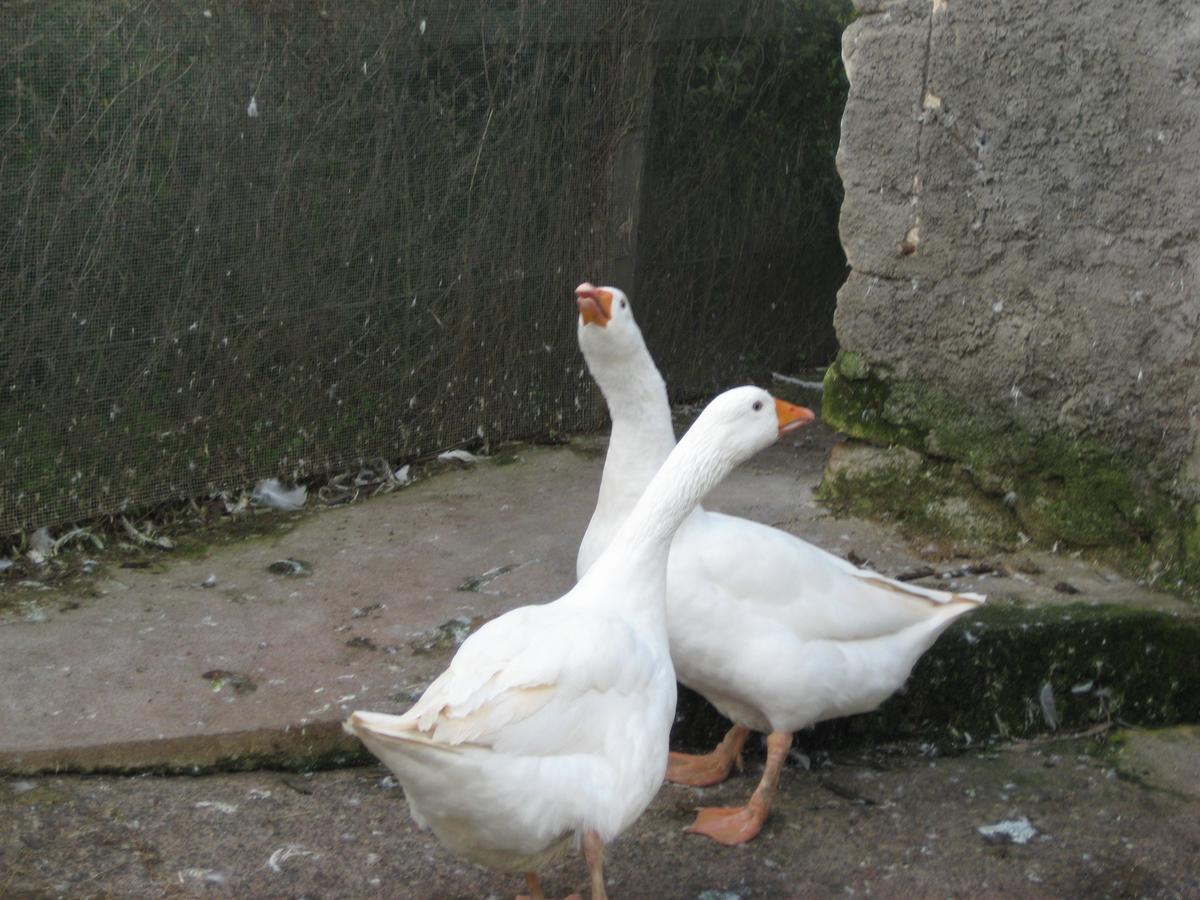 Oasi Del Lago Regalbuto Dış mekan fotoğraf